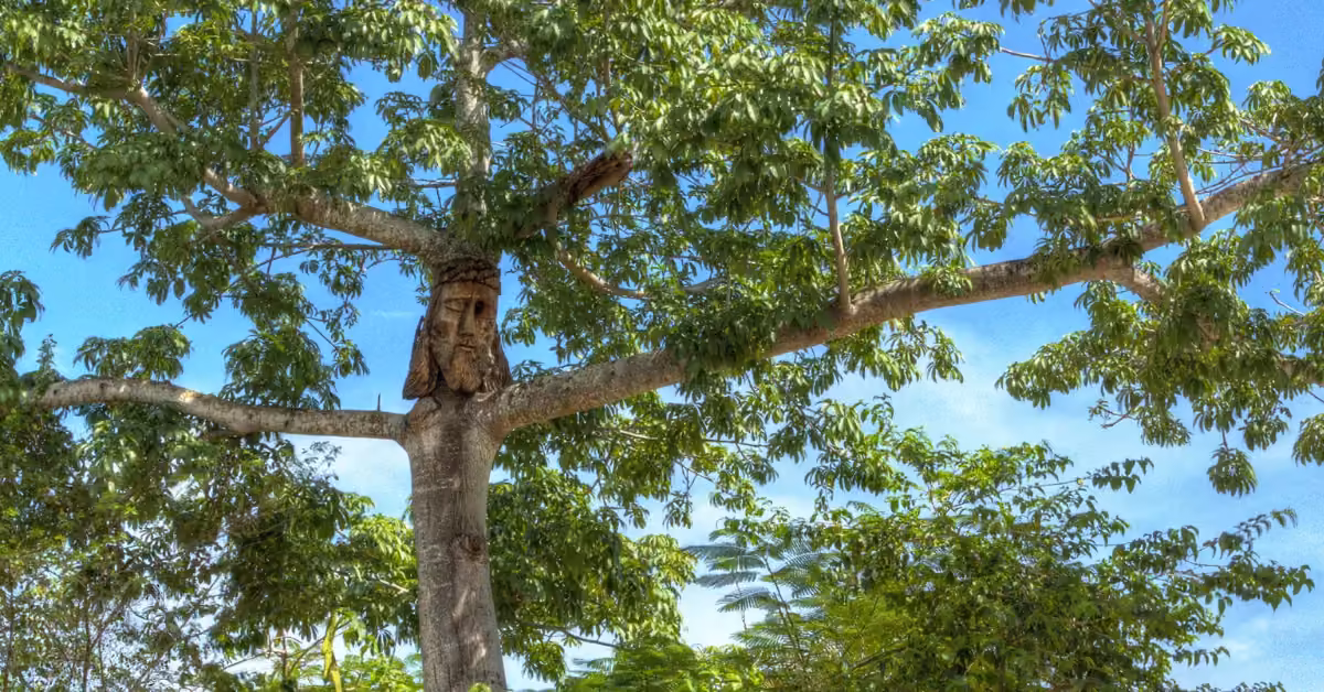 A large tree with lush green leaves has a human face intricately carved into its trunk, blending art with nature beneath blue sky.