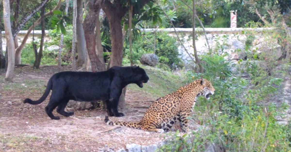 A black panther and a spotted jaguar rest side by side in a lush green forest at Xcaret, surrounded by dense trees.