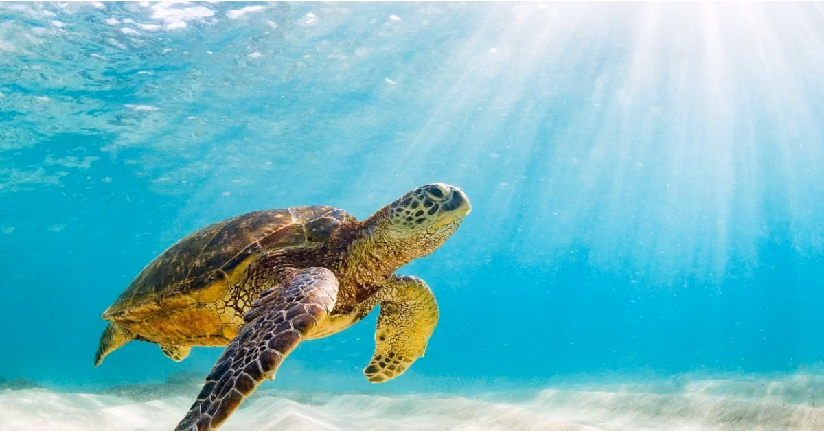 A sea turtle glides underwater in clear blue ocean at Xcaret, sunlight streaming down to the bright sandy sea floor.